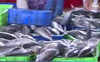 Trúng đậm cá ngừ, ngư dân Khánh Hòa lãi 80-100 triệu đồng