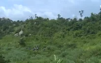 Bà Rịa - Vũng Tàu phát hiện gần 1 tấn cần sa tươi