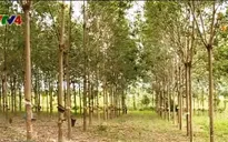 Xuất khẩu cao su đóng góp quan trọng cho GDP