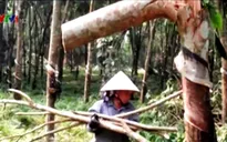 Nỗi lo tái nghèo từ cây làm giàu của nông dân miền Trung