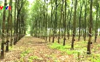 Giá mủ cao su thấp, nông dân khốn đốn