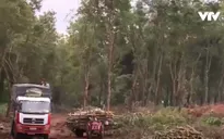 Đăk Lăk: Người dân tự ý chuyển nhượng đất trồng cao su