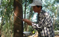 Campuchia sẽ tạo mọi điều kiện để doanh nghiệp Việt đầu tư trồng cao su
