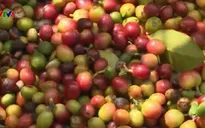 Hỗ trợ 54 tấn phân bón trồng cà phê