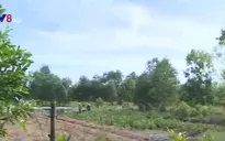 Phát triển kinh tế bền vững vùng cát