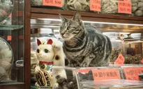 Văn hóa mèo tại các cửa hàng ở Hong Kong (Trung Quốc)