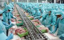 Bỏ quy định DN cá tra phải nộp hợp đồng xuất khẩu