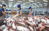 Tiêu chí chọn doanh nghiệp xuất khẩu cá tra vào Hoa Kỳ