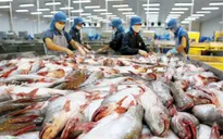 Xuất khẩu cá tra vẫn thuận lợi dù bị Mỹ áp thuế chống bán phá giá