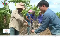 Nông dân Quảng Bình nỗ lực vực dậy sau mùa lũ