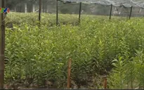 Người trồng cây cảnh, hoa Tết chật vật trong giá lạnh kỷ lục