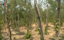 Vùng cây công nghiệp “chết mòn” vì khô hạn