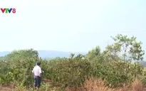 Hơn 150.000 ha cây trồng bị ảnh hưởng bởi khô hạn