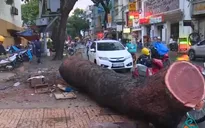 Cây xanh gãy đổ tại TP.HCM, 1 người bị thương nặng