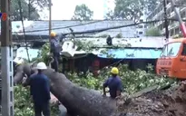 TP.HCM: Mưa lớn, cây cổ thụ bật gốc đè vào nhà dân