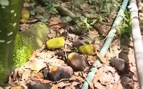 Khánh Hòa: Hàng loạt cây trồng chết do bệnh sau mưa lũ