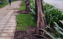TP.HCM: Nhiều cây cổ thụ chết bất thường nghi bị đầu độc