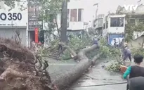 TP.HCM: Kiểm tra cây xanh vẫn chỉ bằng... cảm quan