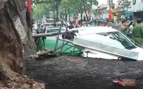 Cây xanh ngã đổ đè chết người: Trách nhiệm thuộc về ai?