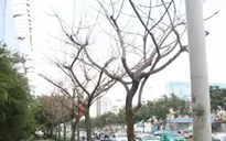 Nhiều cây xanh ở TP.HCM nghi bị “hạ độc”
