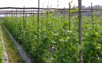 Người Mường chuyển đổi cây trồng vùng hạn cho thu nhập cao
