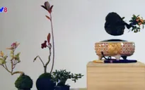 Độc đáo cây Bonsai biết… bay