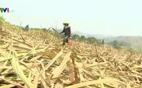 Gia Lai: Hạn hán kéo dài, mía chết cháy