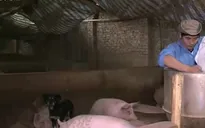 Người chăn nuôi ủng hộ quy định phạt tù nếu sử dụng chất cấm