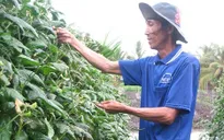 Tiền Giang: Hạn mặn khốc liệt, rau tăng giá mạnh