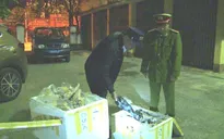 Bắt giữ 600kg chân trâu, bò đang phân hủy tại Quảng Bình