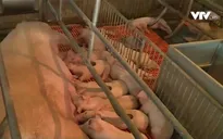 Hà Nam phát triển các mô hình chăn nuôi dùng kháng sinh theo quy chuẩn