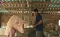 Quảng Trị tạo sinh kế bền vững cho ngư dân
