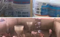 Mua bán, sử dụng thuốc kháng sinh "vô tội vạ" trong chăn nuôi