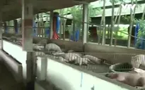 Đồng Nai ngưng cấp điện cho các hộ chăn nuôi gây ô nhiễm