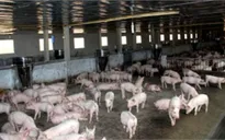 Nông dân Hà Tĩnh cam kết không sử dụng chất cấm chăn nuôi