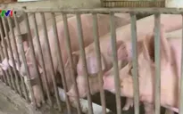 Hưng Yên kiểm tra đột xuất các cơ sở chăn nuôi gia súc