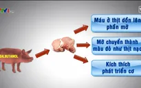 Lợn nuôi bằng thức ăn có Salbutamol quá 40 ngày có thể bị chết