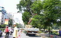 Dịch chuyển hàng cây xanh phố Kim Mã để xây đường sắt Nhổn – ga Hà Nội