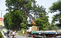 Hơn 100 cây xanh di dời trên phố Kim Mã giờ ra sao?