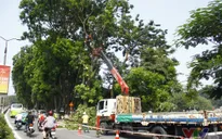 Hà Nội lần đầu di dời nguyên cây cổ thụ