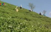 Bế tắc kéo dài ở vùng trồng chè ô long