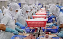 EU cảnh báo 11 lô hàng thủy sản của Việt Nam bị dư kim loại nặng