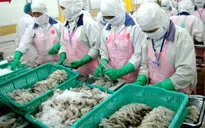 Mỹ và Australia siết chặt kiểm soát thủy sản Việt Nam