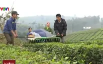 Chè Việt khó hưởng lợi từ các Hiệp định kinh tế: Vì đâu nên nỗi?