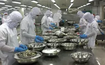 Nhiều nhà máy chế biến thủy sản ở Cà Mau thiếu tôm nguyên liệu