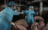 TP.HCM phát hiện thịt lợn dương tính với chất cấm
