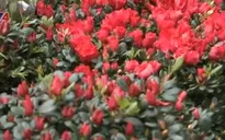 Không khí sắm Tết tại phiên chợ Bưởi