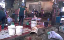 Kon Tum: 100% điểm giết mổ gia súc không có giấy phép hoạt động