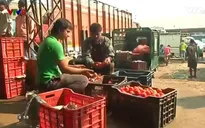 Thị trường nông sản Ấn Độ khủng hoảng