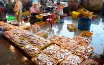 Hỗ trợ ngư dân miền Trung hơn 7 tỷ đồng sau vụ cá chết